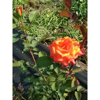 Роза эфиро-масличная (саженцы)